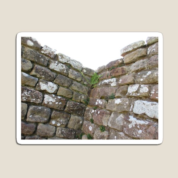Merch #102 -- The Corner Plants (Hadrian's Wall) Magnet