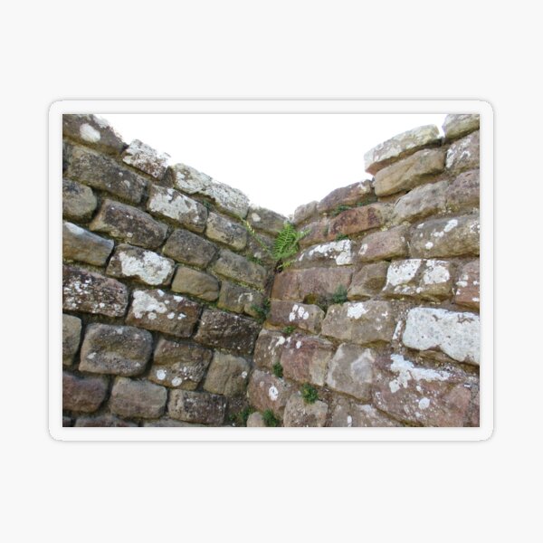 Merch #102 -- The Corner Plants (Hadrian's Wall) Transparent Sticker