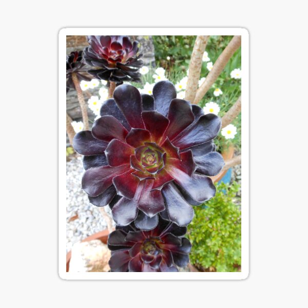 Dark Beauty - Aeonium Schwarzkopf Flower Sticker