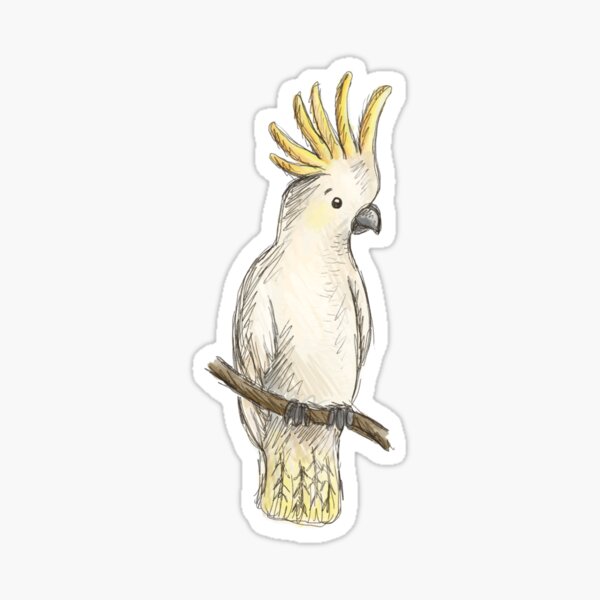 What Size Cage Does An Umbrella Cockatoo Need At Sam Kyle Blog