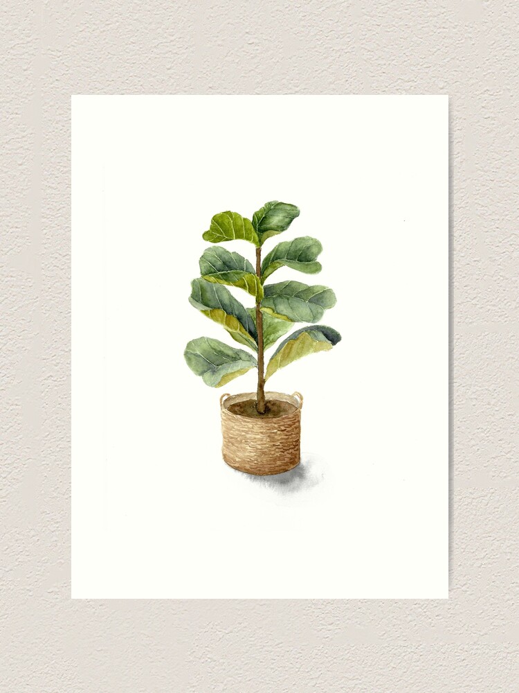 Watercolor fiddle leaf fig tree in a basket | Art Print