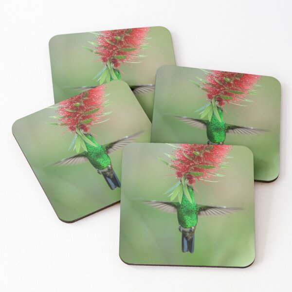 Siping nectar - copper rump sips from the bottlebrush tree Coasters (Set of 4)