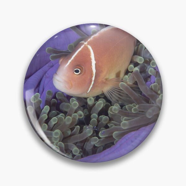 Item preview, Pink Anemonefish in Purple Anemone designed and sold by Mark Rosenstein.