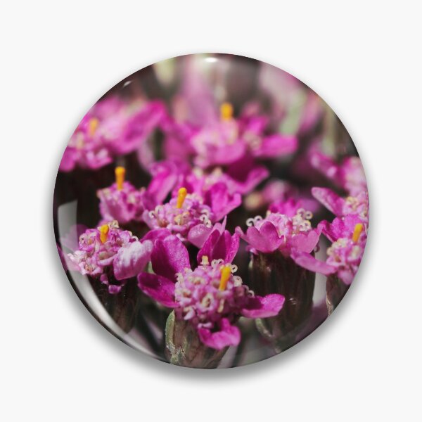 Item preview, Pink Yarrow, also known as Achillea millefolium blossoms blooming in summer.  designed and sold by FENIO.
