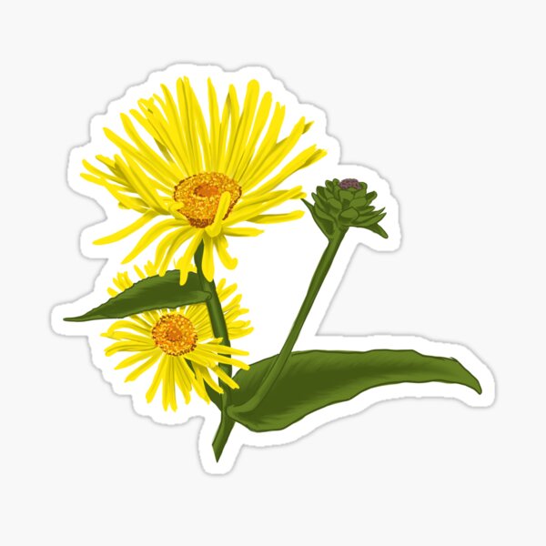 Elecampane Sticker