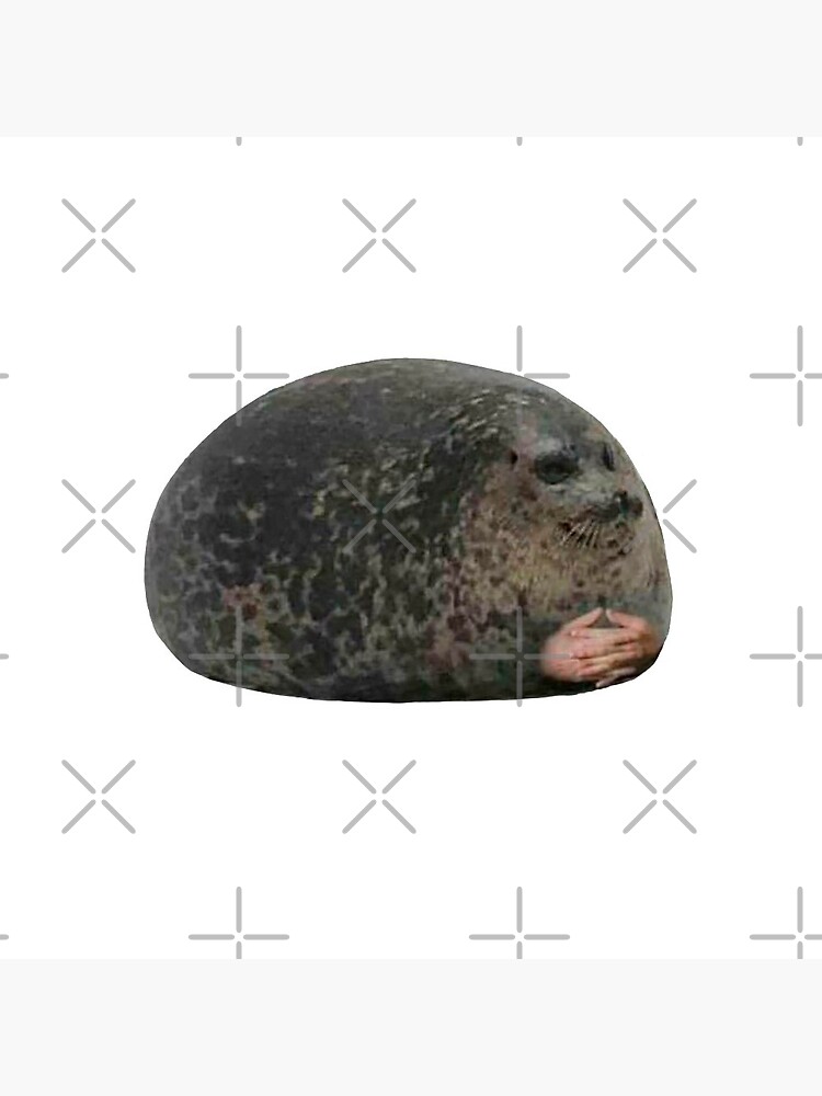 chonky seal real