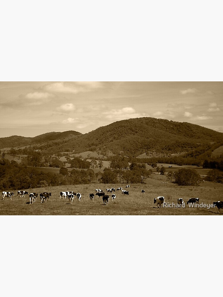 Friesian Cows by RICHARDW