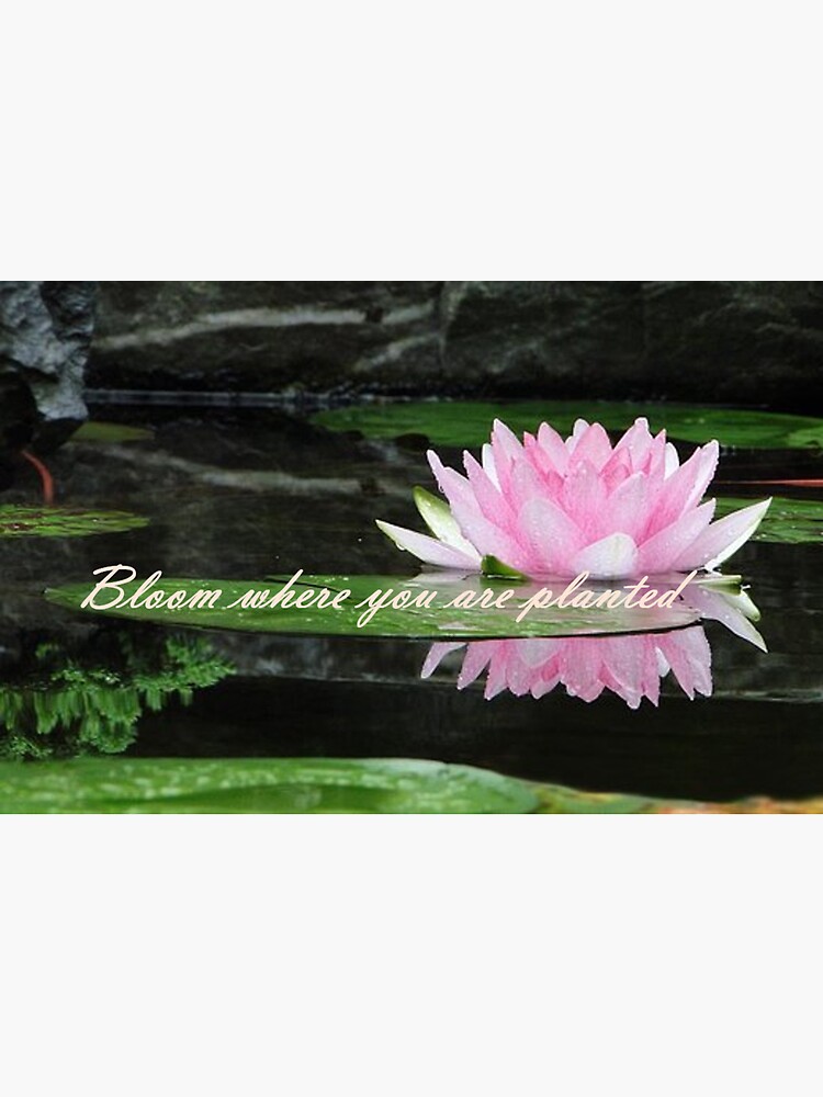 "Lotus Flower Proverb" Sticker for Sale by MoonlightIris Redbubble