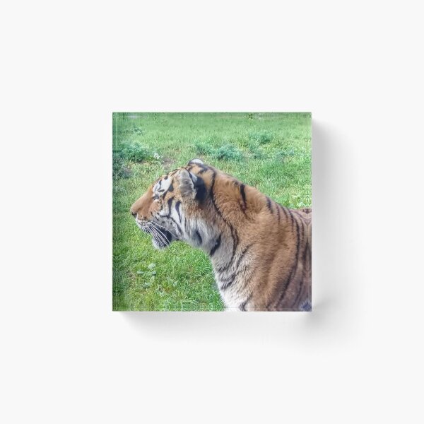 Item preview, Beautiful wild tiger face designed and sold by Tanja Dianova.