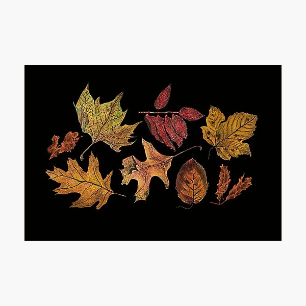Watercolour autumn leaves on dark background Photographic Print