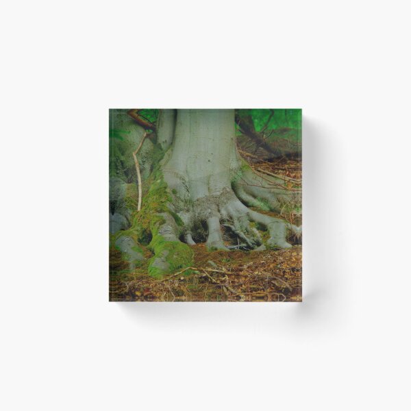 Item preview, Beech tree roots designed and sold by Treemonk.
