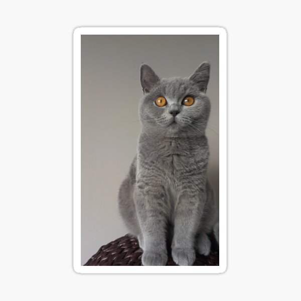 british shorthair gifts