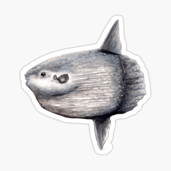 Ozean Sonnenfisch (Mola Mola) Sticker