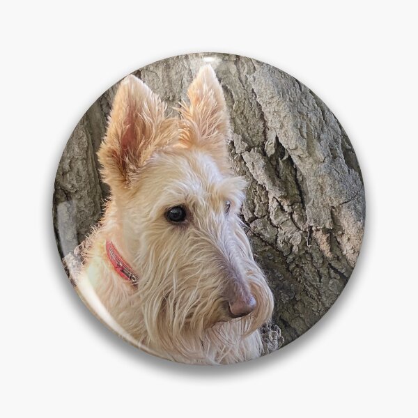 Item preview, Wheaten Scottish Terrier - Pop Goes The Wheaten - Look What I Discovered designed and sold by IMAGETAKERS.