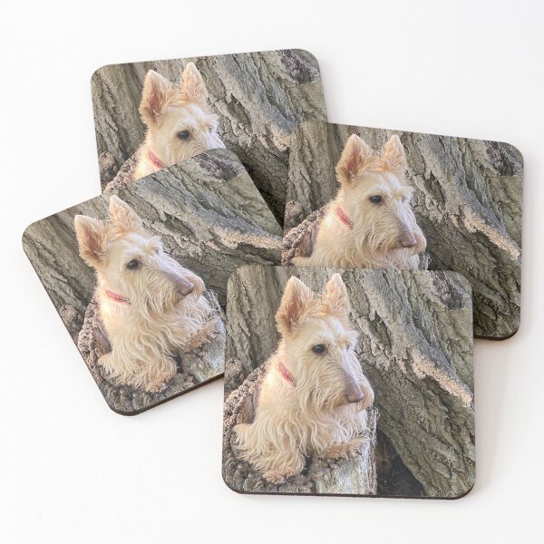 Item preview, Wheaten Scottish Terrier - Pop Goes The Wheaten - Look What I Discovered designed and sold by IMAGETAKERS.