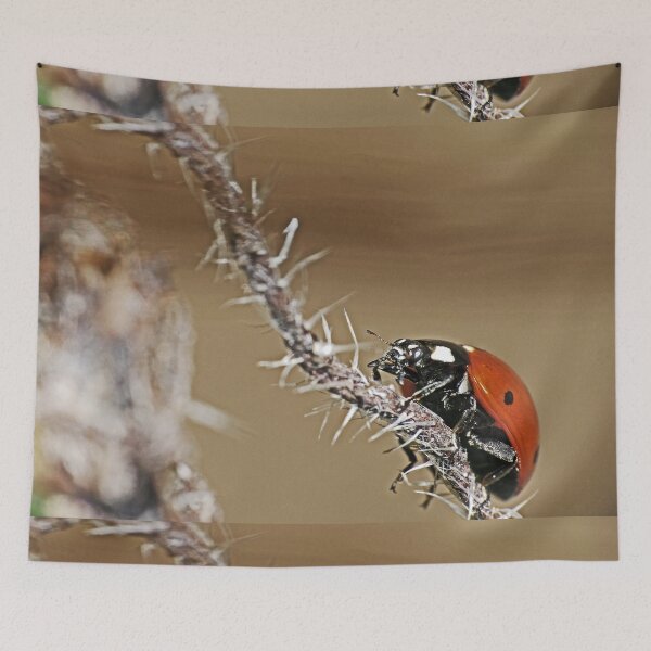 Item preview, the Star : coccinelle-ladybug by Olao-Olavia / Okaio Créations 2015 by fz 1000  400.000 photos  framings different picture on request on each support designed and sold by o.okaïo.