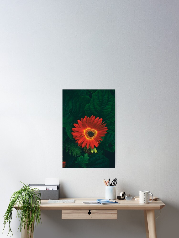 Thumbnail 2 of 3, Poster, Beautiful Red Gerbera floral portrait designed and sold by daPacificArt.