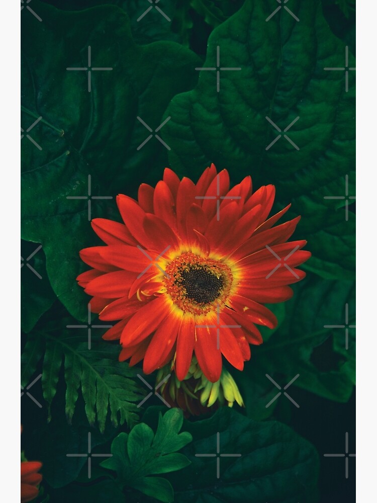 Thumbnail 3 of 3, Poster, Beautiful Red Gerbera floral portrait designed and sold by daPacificArt.