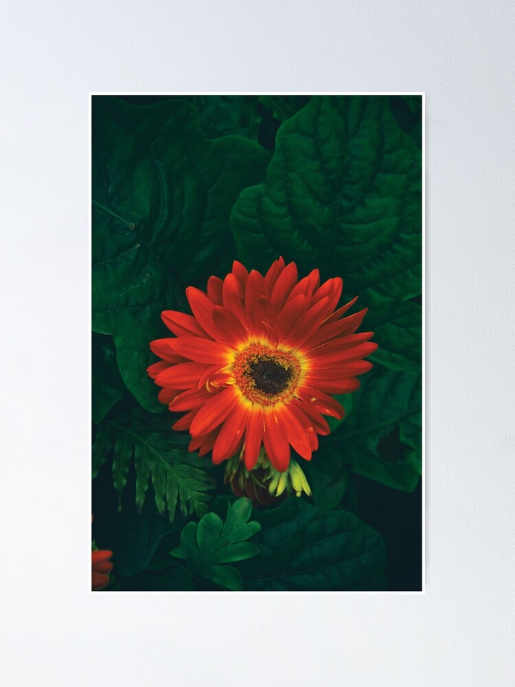 Thumbnail 1 of 3, Poster, Beautiful Red Gerbera floral portrait designed and sold by daPacificArt.