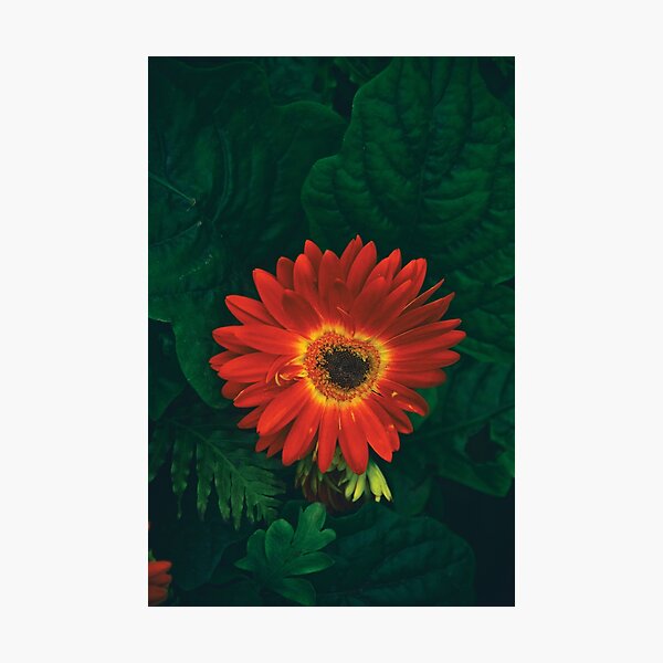 Beautiful Red Gerbera floral portrait Photographic Print