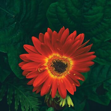 Artwork thumbnail, Beautiful Red Gerbera floral portrait by daPacificArt