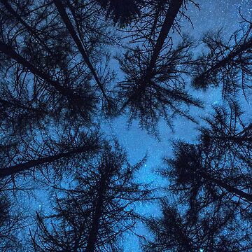 Artwork thumbnail, Night Trees by Dave Currie