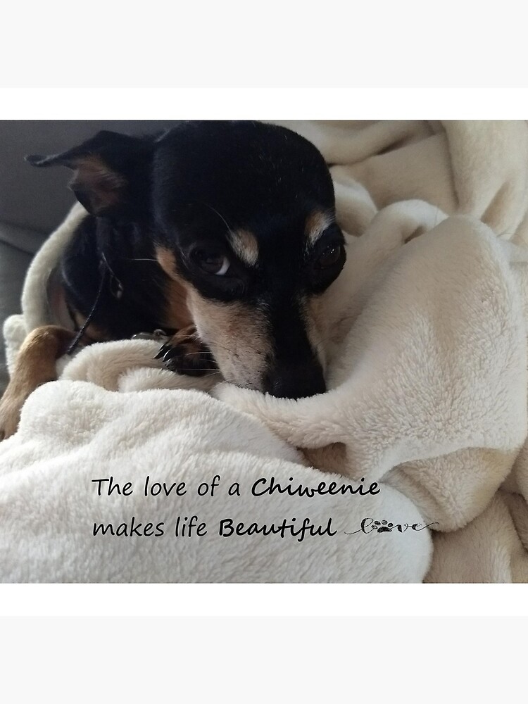 chiweenie pillow