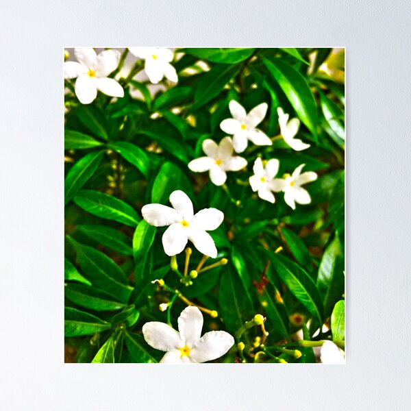 Beautiful Jasmine Flowers White – Wallmonkeys