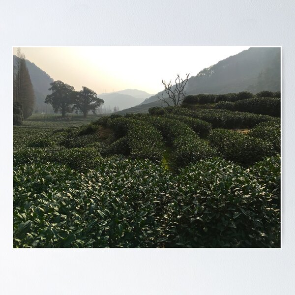 Item preview, Longjing Tea Fields, Hangzhou, China designed and sold by Simone Maynard.