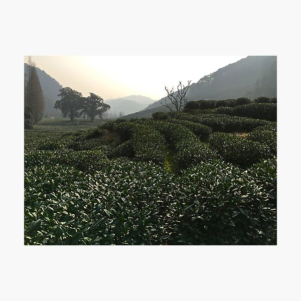 Item preview, Longjing Tea Fields, Hangzhou, China designed and sold by Simone Maynard.