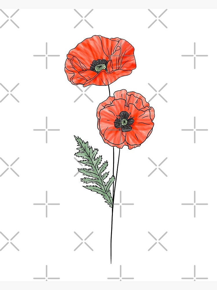 august-birth-month-flower-poppy-color-photographic-print-for-sale