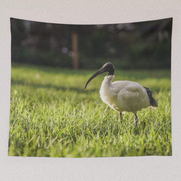 Item preview, Bin Chicken in the Sydney Sunset designed and sold by jessicagoodsell.