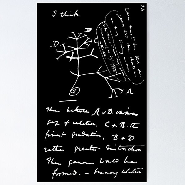 Item preview, Darwin’s Tree Of Life Sketch (2) designed and sold by DotorEaon.