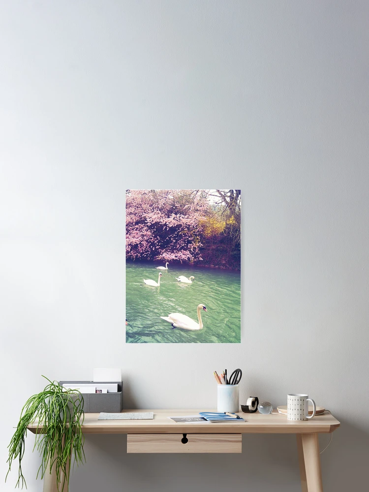 Thumbnail 2 of 3, Poster, Swans With Spring Colours designed and sold by Colour Of Rice.