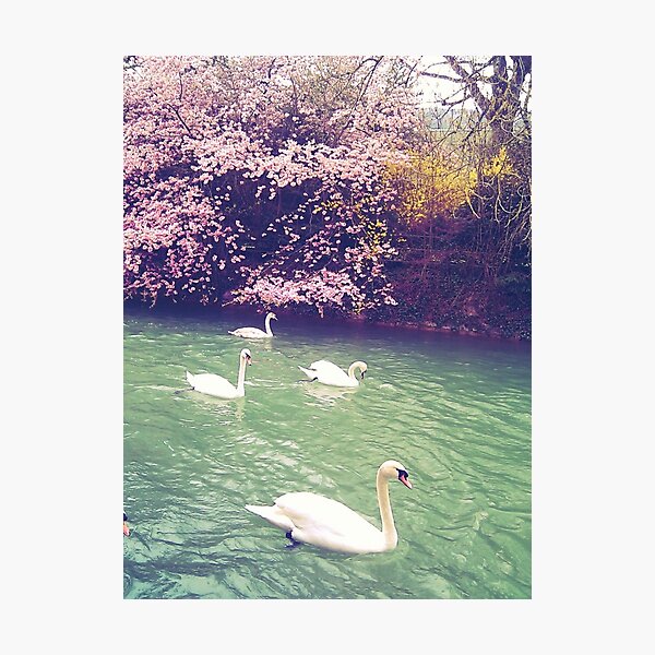Swans With Spring Colours Photographic Print