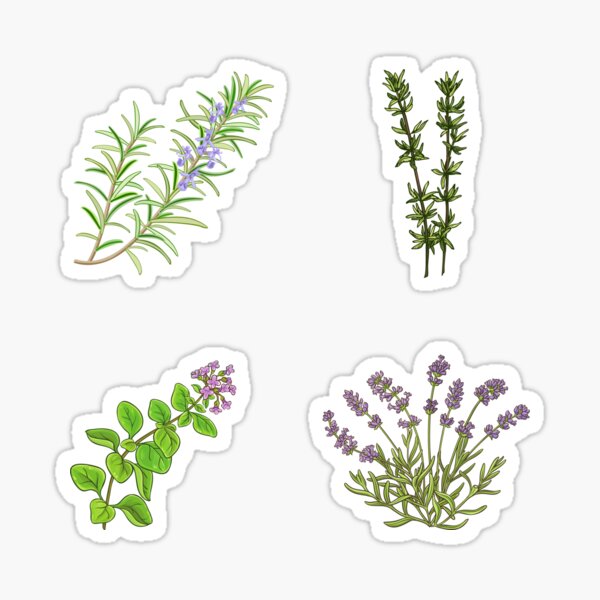 Herbs rosemary thyme oregano and lavender Sticker