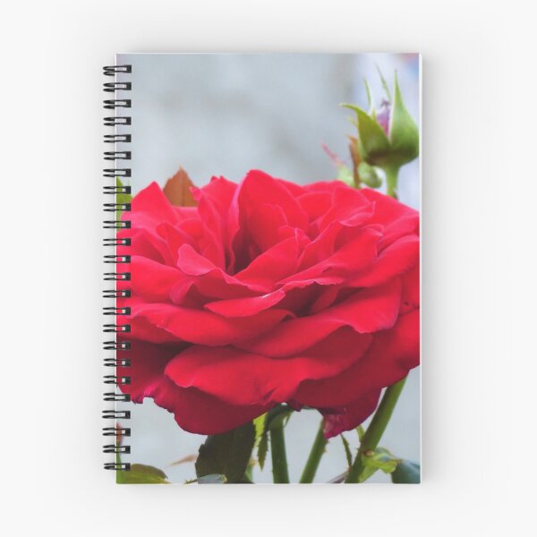 Item preview, Beautiful Red Rose  designed and sold by javajossi.