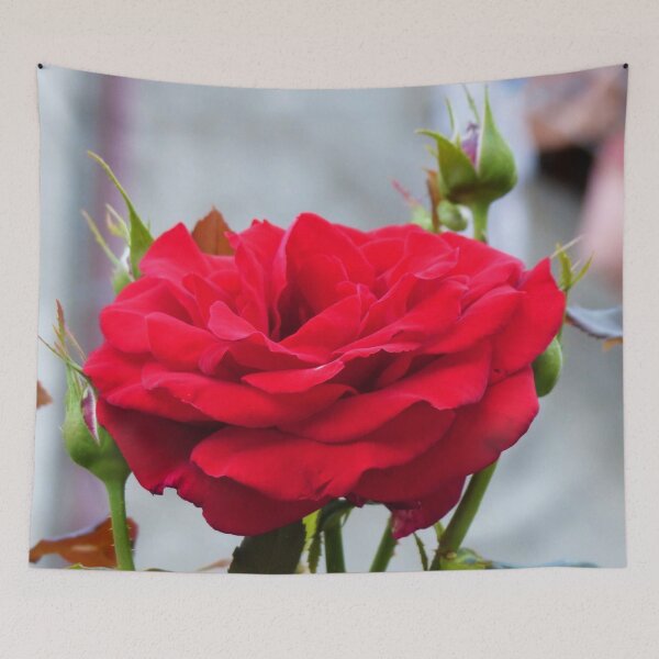 Item preview, Beautiful Red Rose  designed and sold by javajossi.