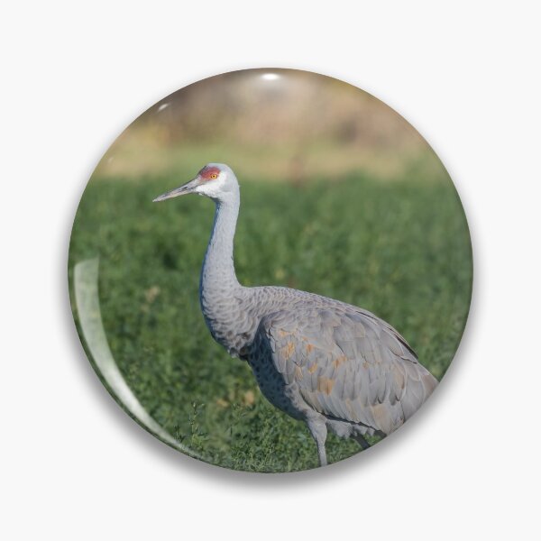 Item preview, Sandhill Crane 2020-2 designed and sold by Thomasyoung.
