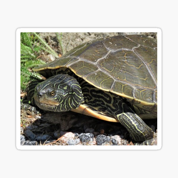 Slow Turtle Sticker