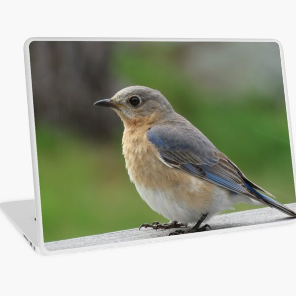 I am a birdie Laptop Skin