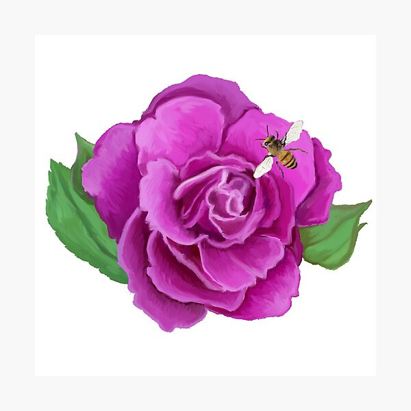 Melissae - Rose with Bee Photographic Print