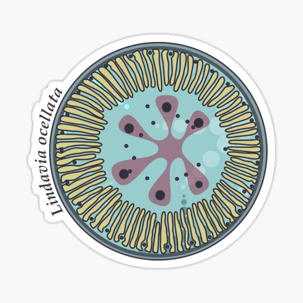 Diatom - Lindavia ocellata (scientific) Sticker