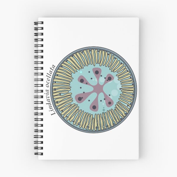 Item preview, Diatom - Lindavia ocellata (scientific) designed and sold by DiatomsATTACK.