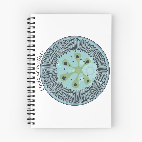Item preview, Diatom - Lindavia ocellata (scientific / icy) designed and sold by DiatomsATTACK.