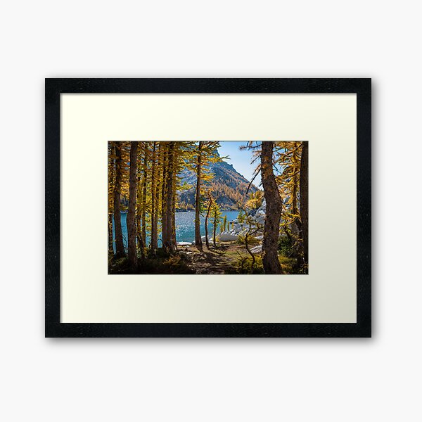 In The Larches - Leavenworth, WA Framed Art Print