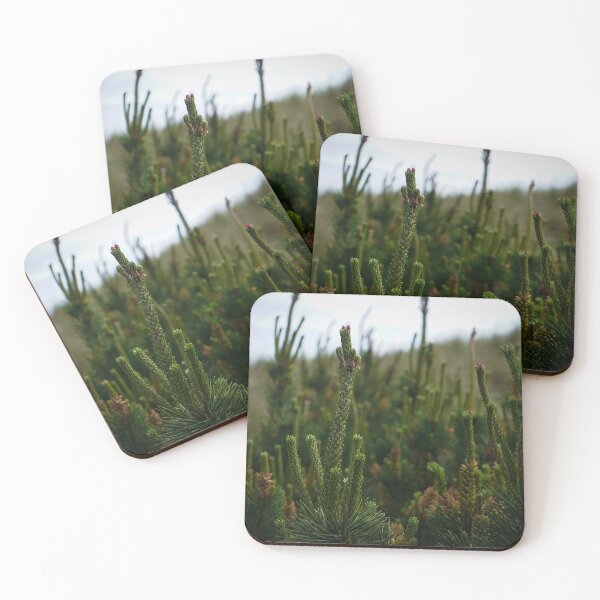 Item preview, Coastal Pines in Oregon designed and sold by caitriderphoto.