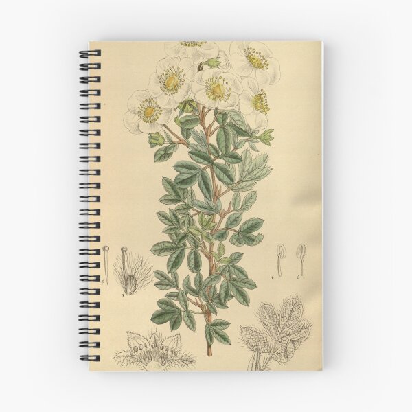 Item preview, Potentilla davurica veitchii 141 8637 designed and sold by EsotericBotanic.