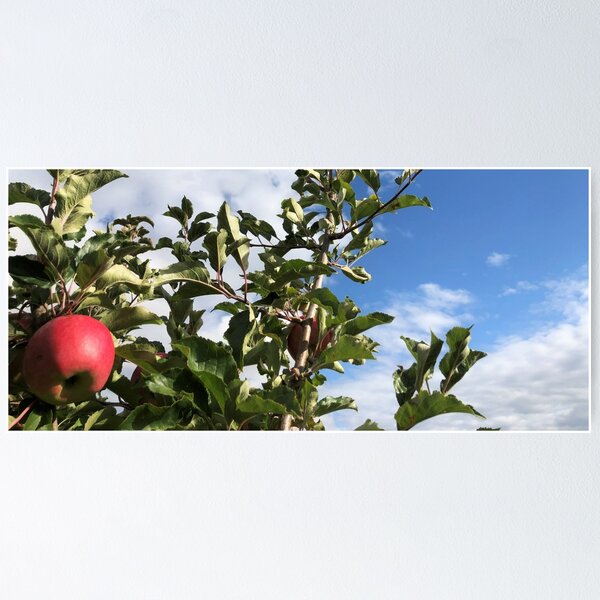 Item preview, Apples in the Sun designed and sold by BlueFoxCreative.