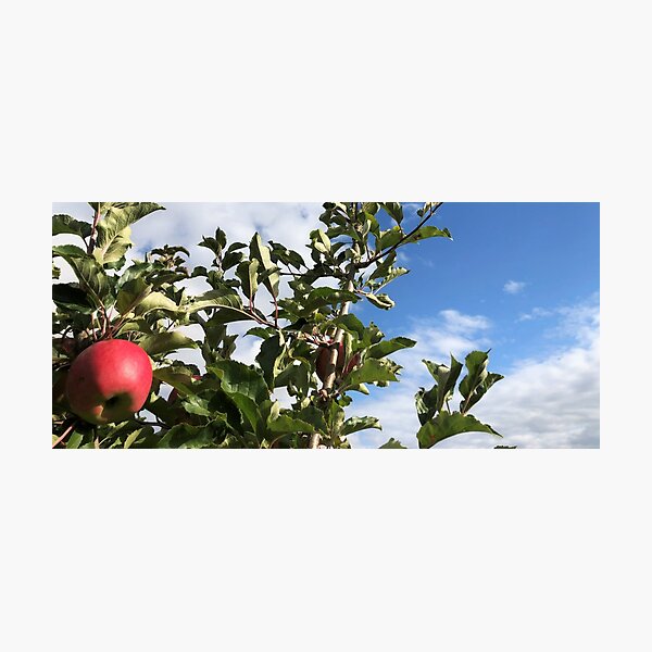 Item preview, Apples in the Sun designed and sold by BlueFoxCreative.